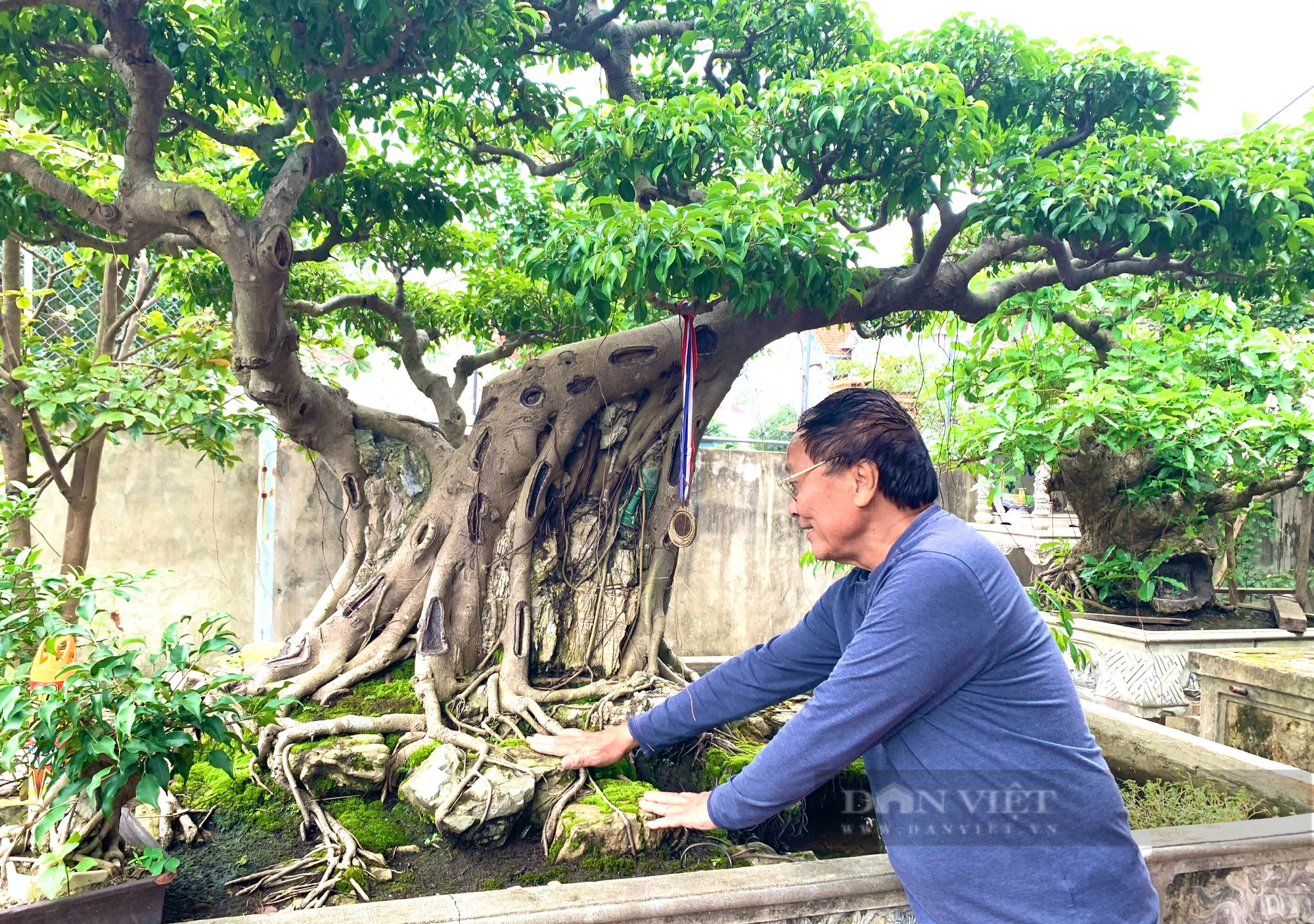 Quảng Bình: Doanh nhân có thú chơi cây cảnh hơn 30 năm, nhiều cây có giá 300 triệu đồng - Ảnh 5.