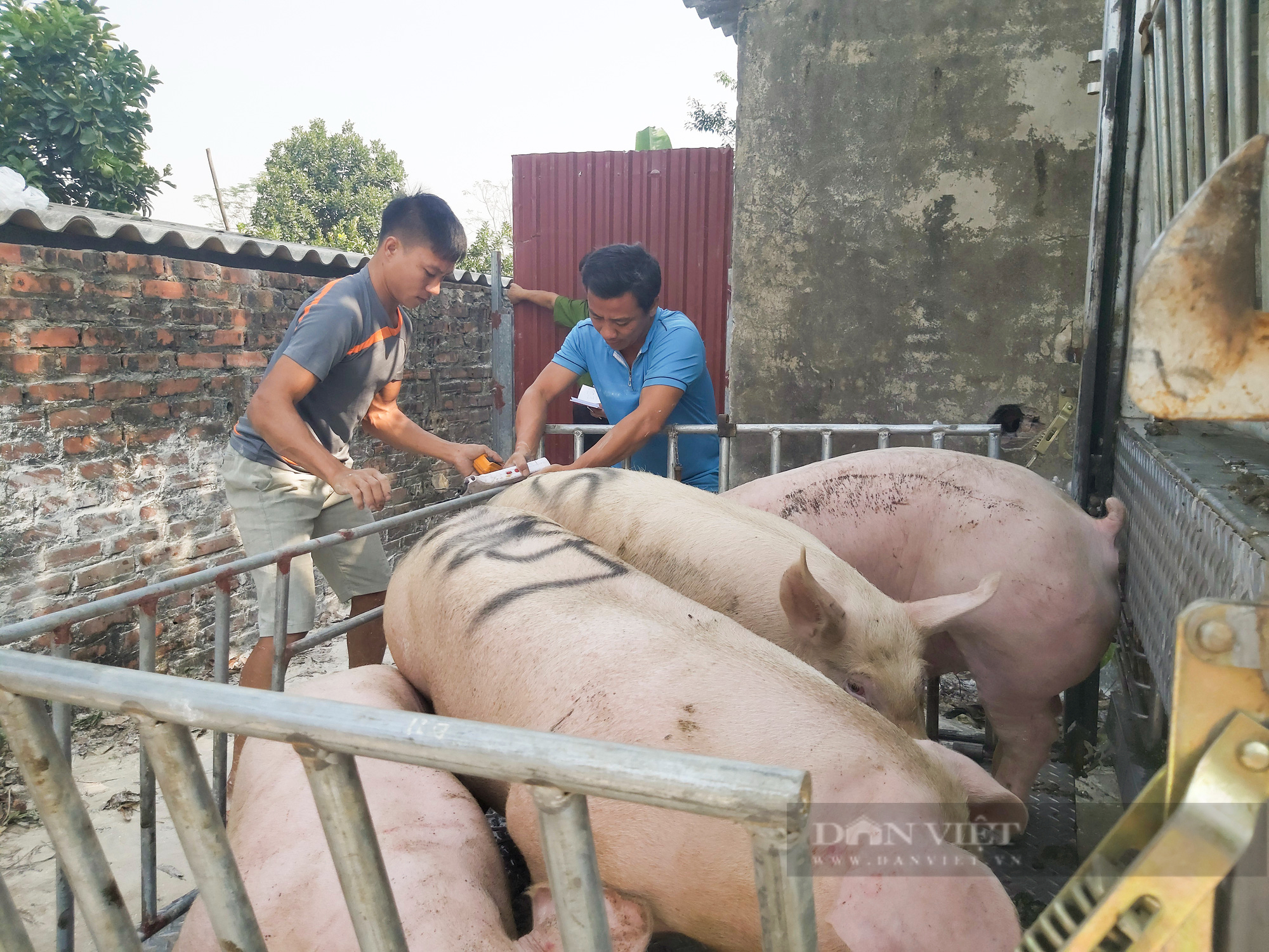 Giá lợn hơi từ 60.000 đến 65.000 đồng/kg sẽ hài hòa lợi ích từ sản xuất - lưu thông, phân phối - người tiêu dùng? - Ảnh 2.
