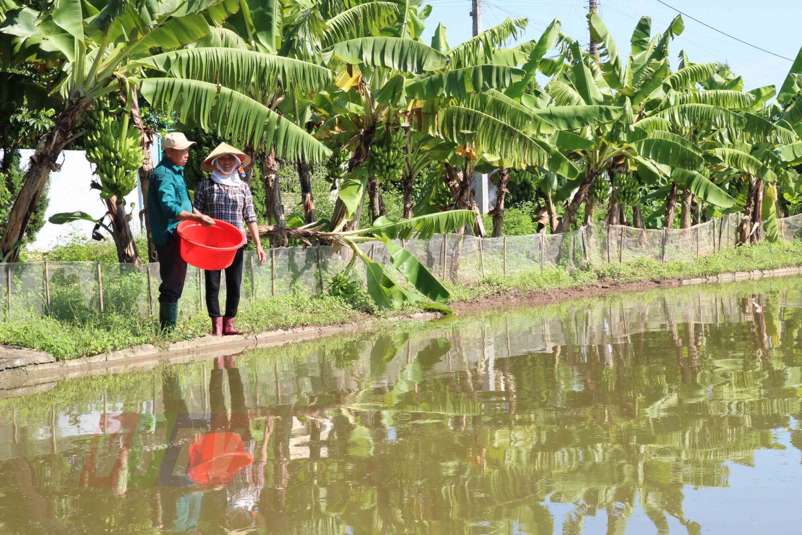 Thái Bình: Trồng thứ cây &quot;quý như vàng&quot; quanh bờ ao, cảnh đẹp như phim, bứt hoa bán đắt như tôm tươi - Ảnh 3.