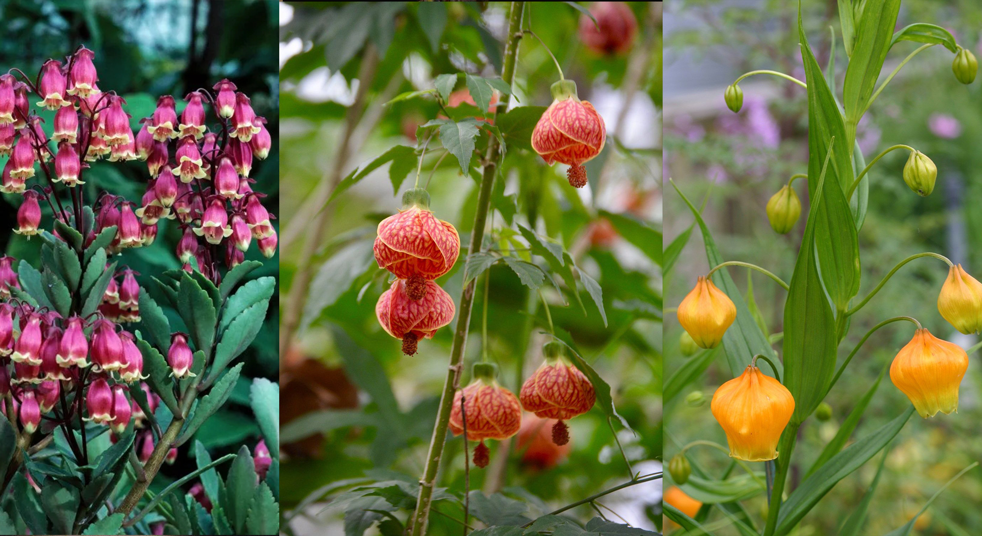 7 loại cây cảnh ra hoa tuyệt đẹp, mỗi bông hoa như những chiếc đèn lồng, đậm chất lễ hội - Ảnh 1.