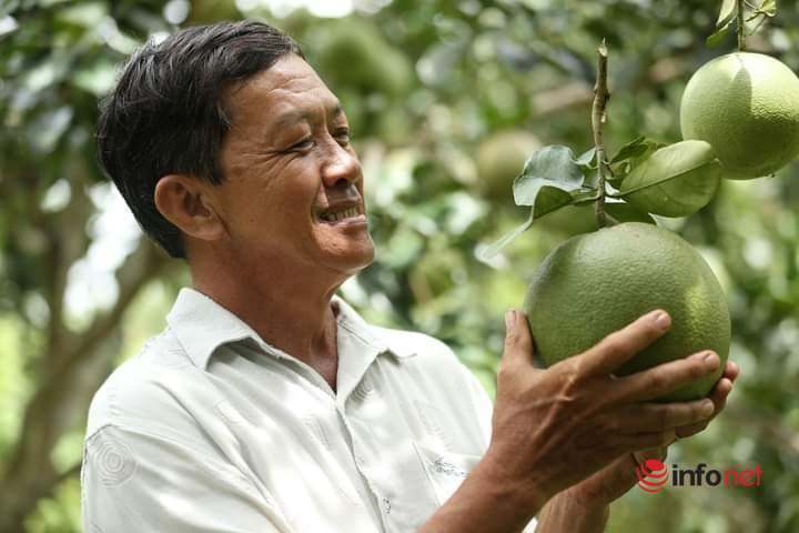 Đưa bưởi da xanh Việt Nam sang trời Tây, lợi thế lớn của hàng trăm nông dân tham gia HTX - Ảnh 3.