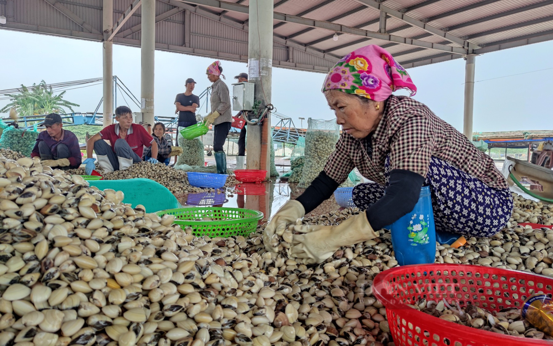 Hải Phòng: Bộ NNPTNT chủ trương mở rộng nuôi trồng thủy sản, vì sao huyện Kiến Thụy lại thu hẹp vùng nuôi ngao? (bài 4)