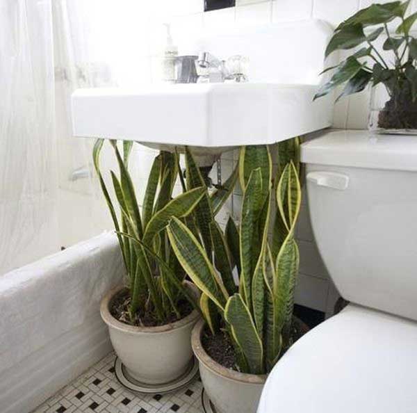 Mùi hôi trong WC sẽ biến mất nếu bạn trồng 1 trong 8 loại cây &quot;khắc tinh&quot; nhà vệ sinh này - Ảnh 1.