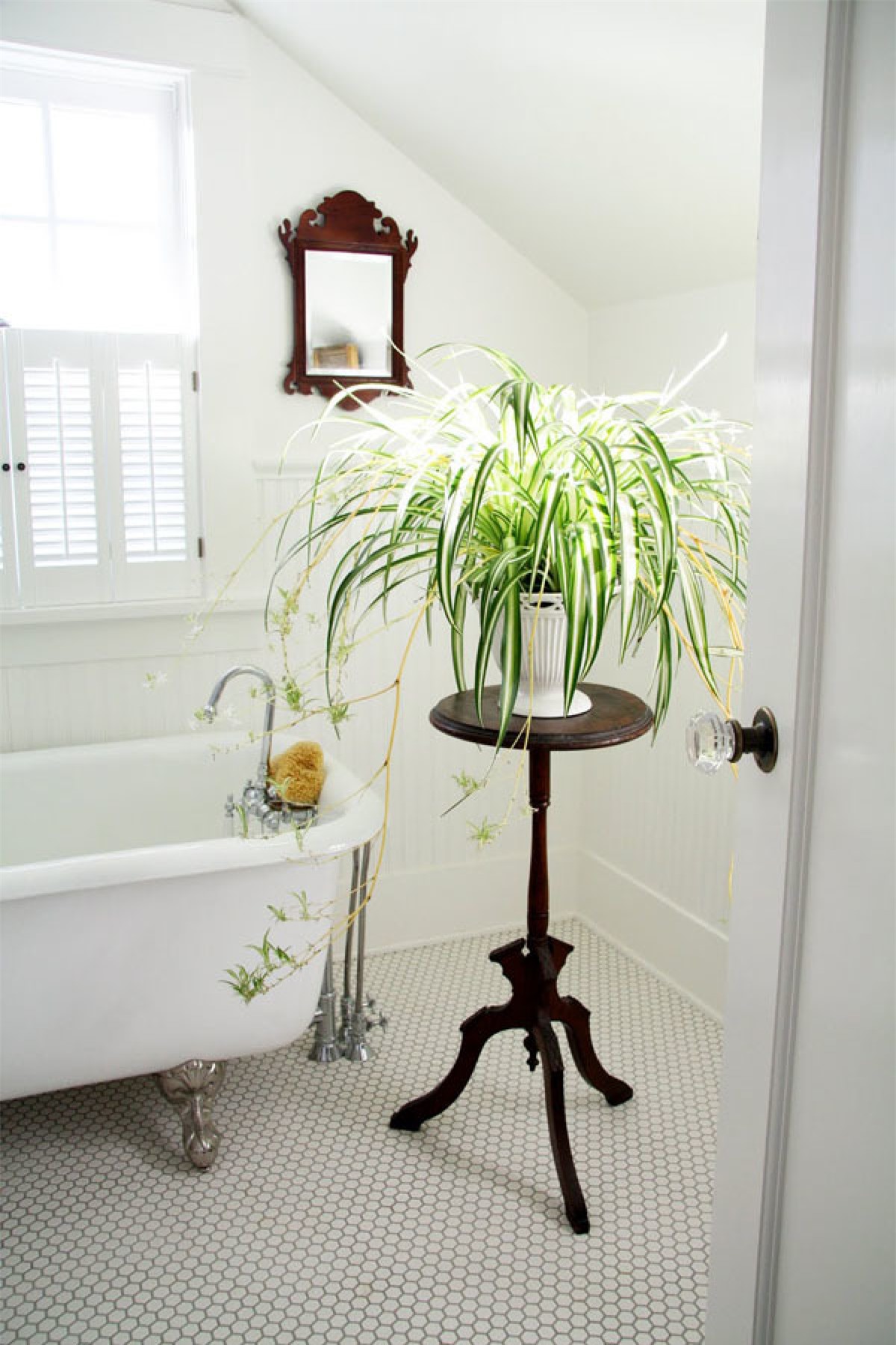 Mùi hôi trong WC sẽ biến mất nếu bạn trồng 1 trong 8 loại cây "khắc tinh" nhà vệ sinh này - Ảnh 2.