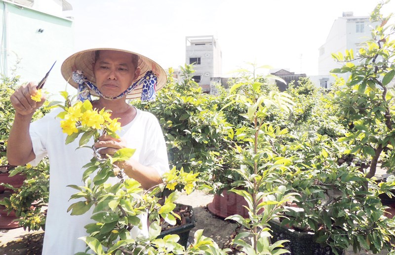 Đi chăn bò nhổ cây dại về trồng làm cây kiểng, ai ngờ ông nông dân TP Hồ Chí Minh thành tỷ phú - Ảnh 1.