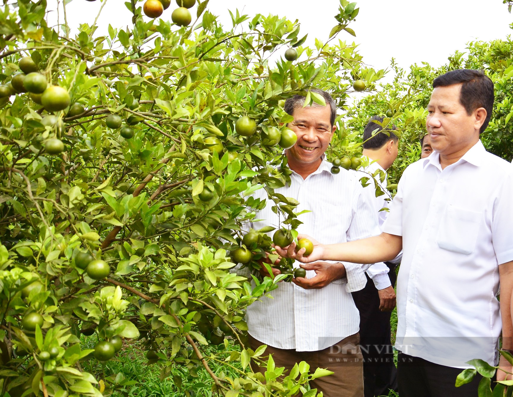 Kiên Giang: Trồng quýt trên đất lúa kém hiệu quả, nông dân bỏ túi gần 200 triệu đồng/năm - Ảnh 4.