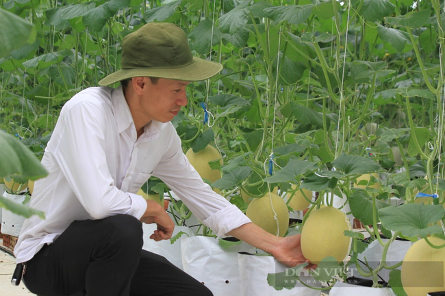 Đà Nẵng: Ứng dụng khoa học công nghệ vào phát triển nông nghiệp – hướng đến nền nông nghiệp đô thị bền vững - Ảnh 5.