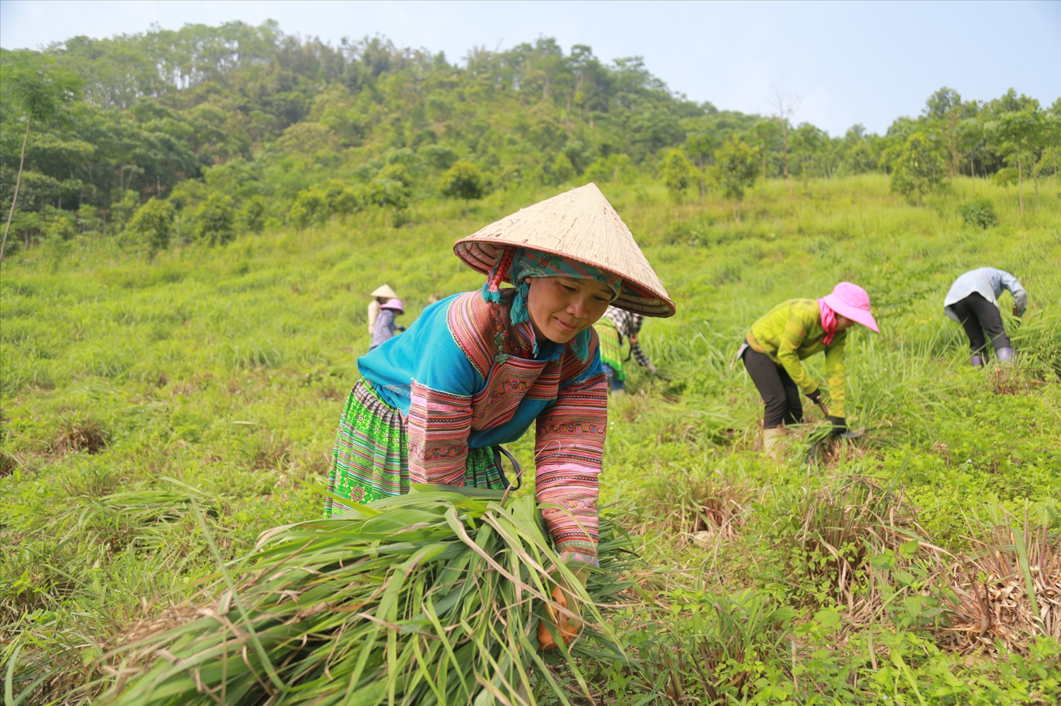 Đang trồng dấm dúi ven bờ rào, bán sang Nhật Bản, giá lập tức tăng gấp 3 - Ảnh 2.