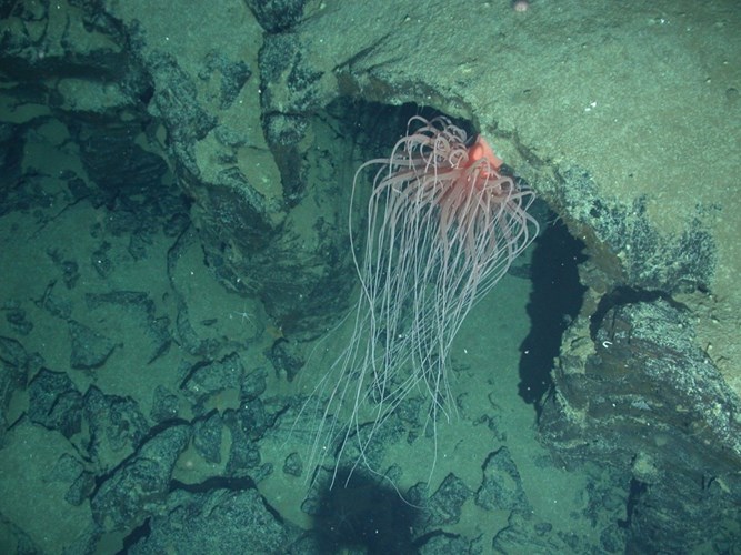 10 điều bí ẩn gây sốc nhất về đáy đại dương - Ảnh 3.