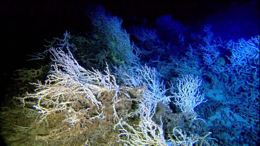 10 điều bí ẩn gây sốc nhất về đáy đại dương - Ảnh 9.
