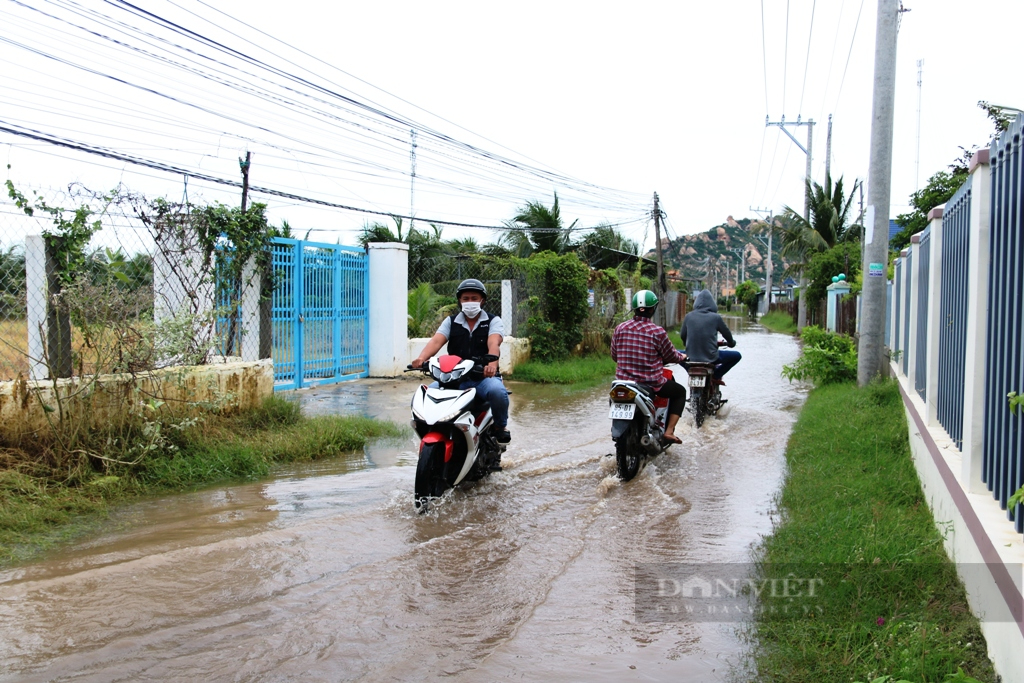 Ninh Thuận: Sau 2 ngày mưa liên tiếp nhiều diện tích cây trồng bị ngập sâu trong nước - Ảnh 5.