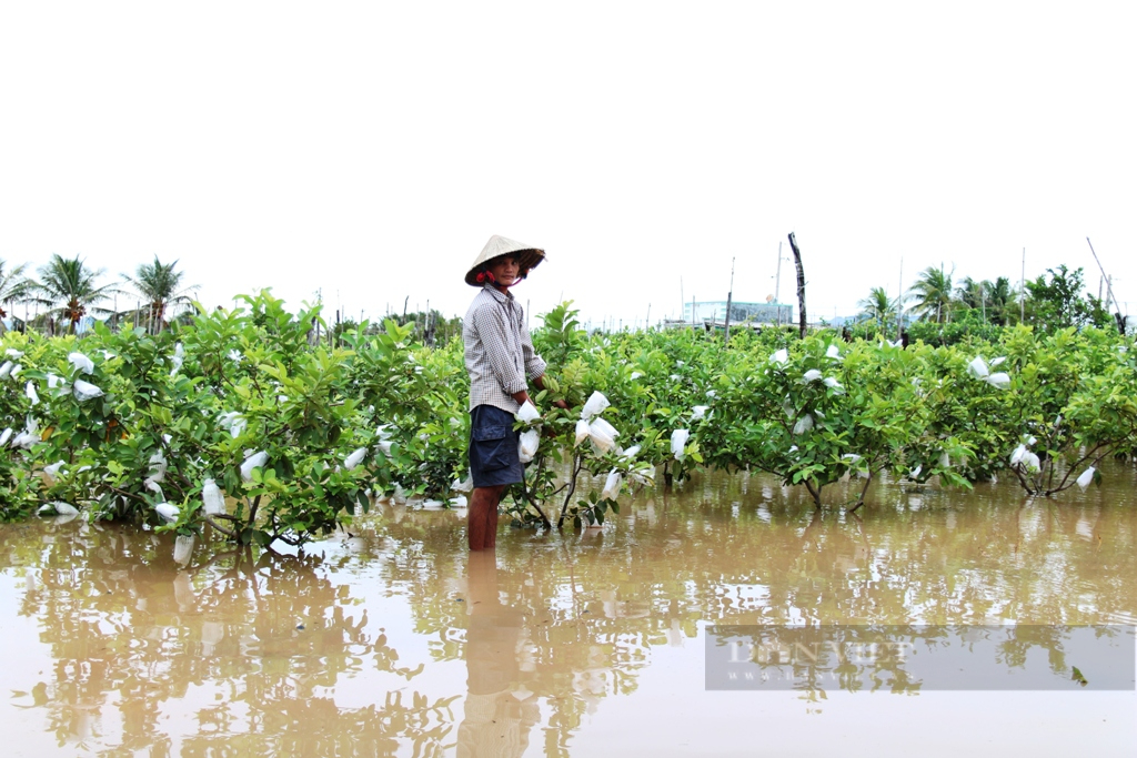 Ninh Thuận: Sau 2 ngày mưa liên tiếp nhiều diện tích cây trồng bị ngập sâu trong nước - Ảnh 3.