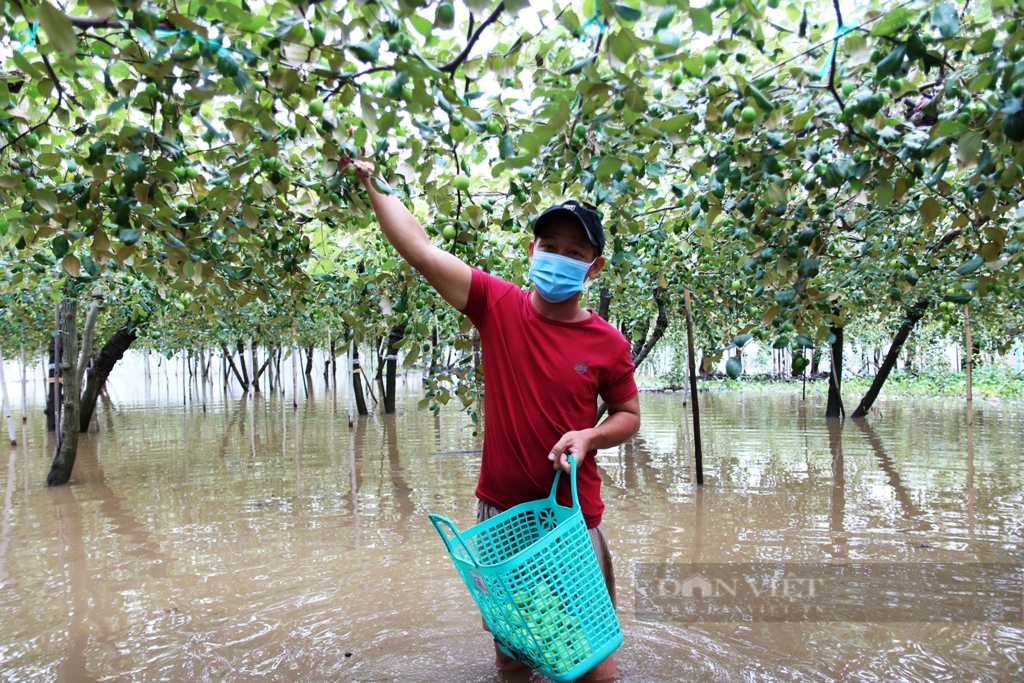 Ninh Thuận: Sau 2 ngày mưa liên tiếp nhiều diện tích cây trồng bị ngập sâu trong nước - Ảnh 1.