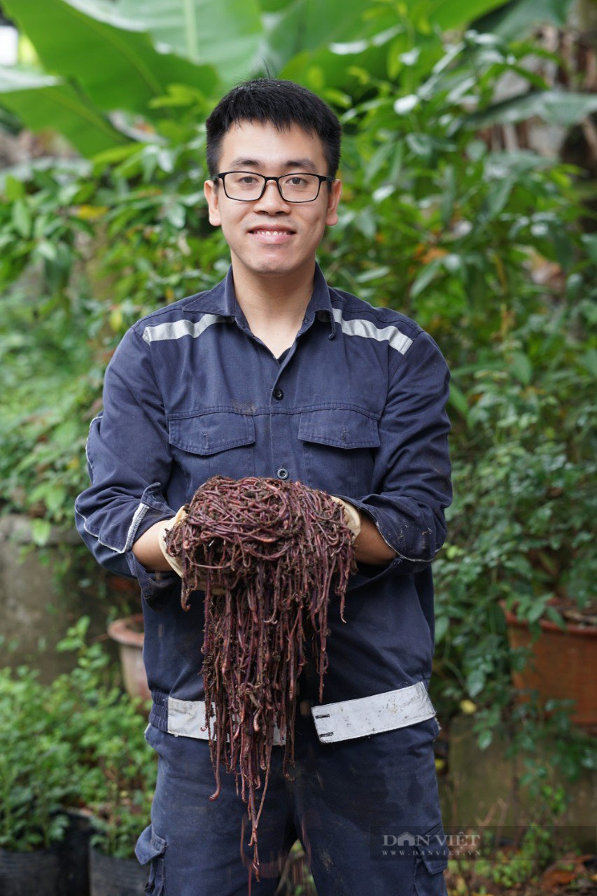 Chàng trai kỹ sư &quot;tàu điện ngầm&quot; trở thành giám đốc HTX trồng trà hoa cúc RiTi hữu cơ - Ảnh 1.