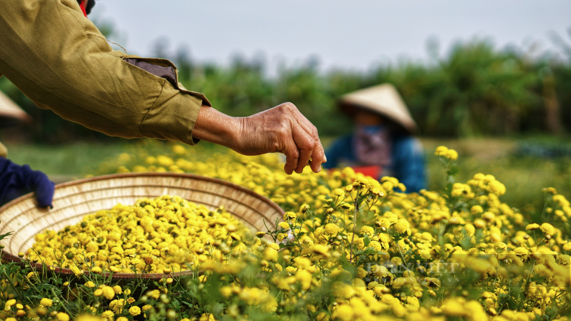 Chàng trai kỹ sư &quot;tàu điện ngầm&quot; trở thành giám đốc HTX trồng trà hoa cúc RiTi hữu cơ - Ảnh 4.