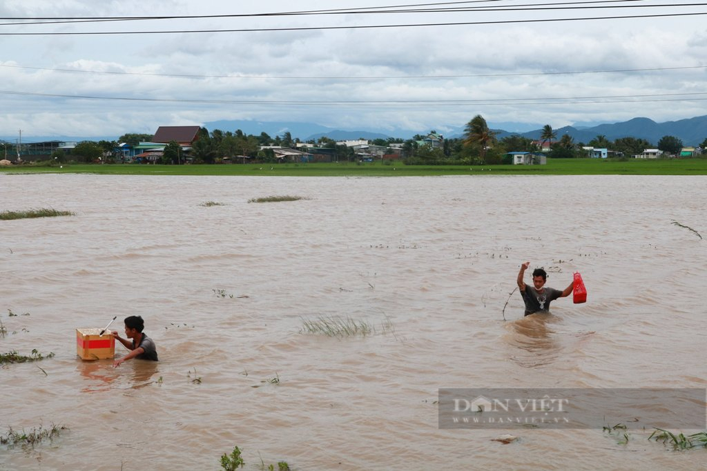 Ninh Thuận: Sau 2 ngày mưa liên tiếp nhiều diện tích cây trồng bị ngập sâu trong nước - Ảnh 8.
