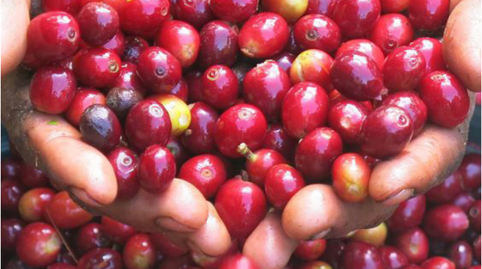 Tốc độ tăng giá cà phê chậm lại, hàng trăm ha cà phê Tây Nguyên thu hoạch không kịp - Ảnh 1.