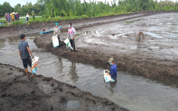 Hậu Giang: Nuôi cá ruộng mùa lũ, chả phải cho ăn, bắt hàng tấn lên thương lái vẫn &quot;khiêng&quot; hết sạch