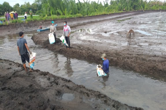 Hậu Giang: Nuôi cá ruộng mùa lũ, chả phải cho ăn, bắt hàng tấn lên thương lái vẫn &quot;khiêng&quot; hết sạch - Ảnh 1.