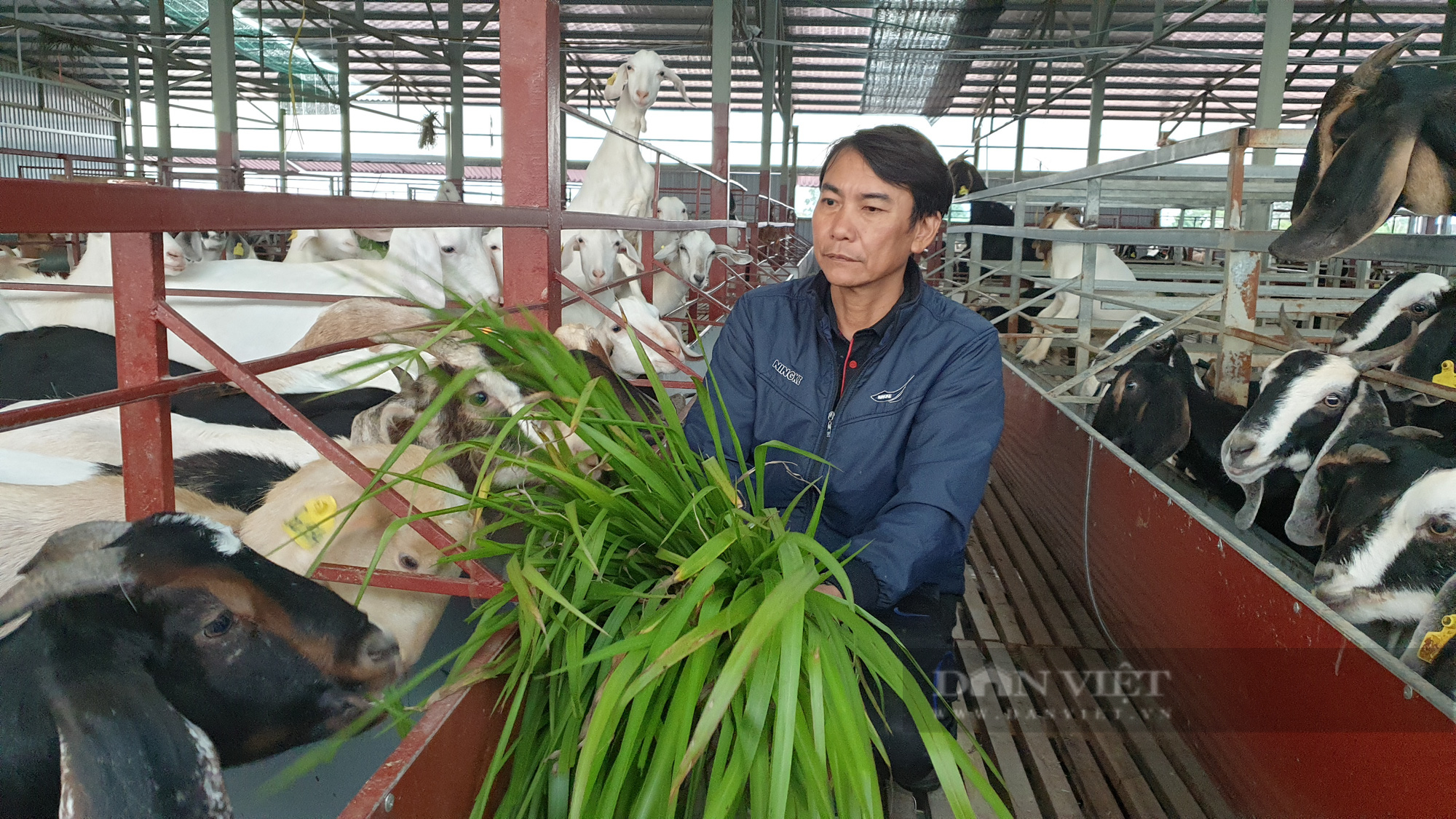 Ninh Bình: Thất nghiệp vì dịch covid, 7x về quê nuôi dê thảo dược, ai nhìn thấy cũng mê mẩn  - Ảnh 1.
