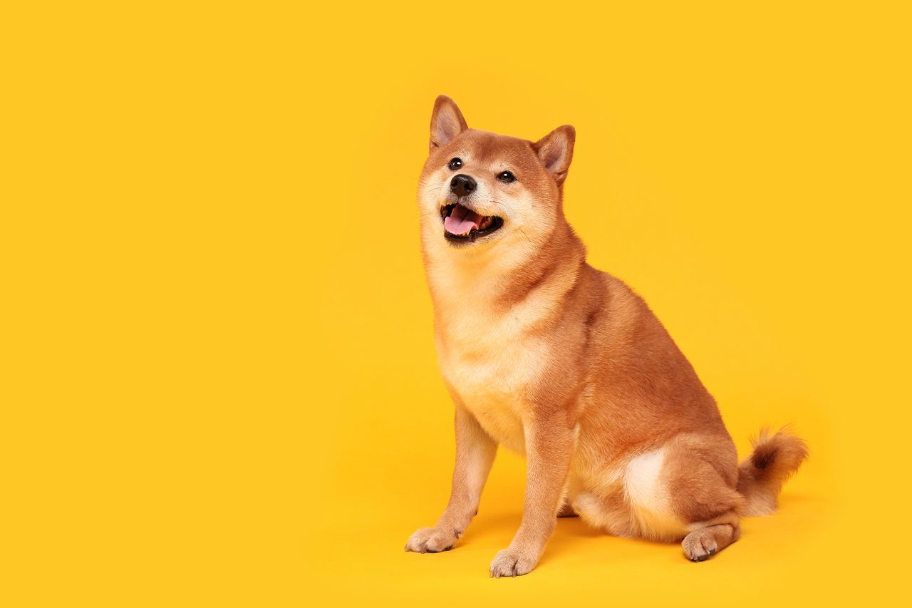 Đồng Shiba Inu (SHIB) là một đồng tiền mã hóa của dự án Shiba Inu, được phát hành dưới dạng ERC20, sử dụng làm phần thưởng cho các nhà đầu tư tham gia giao dịch trên sàn ShibaSwap - 1 sàn giao dịch phi tập trung và là sản phẩm của dự án Shiba Inu. Ảnh: @AFP.