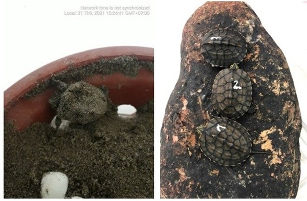 Một tin rất vui: Nhân giống thành công 2 loài rùa quý hiếm của Việt Nam - Ảnh 2.