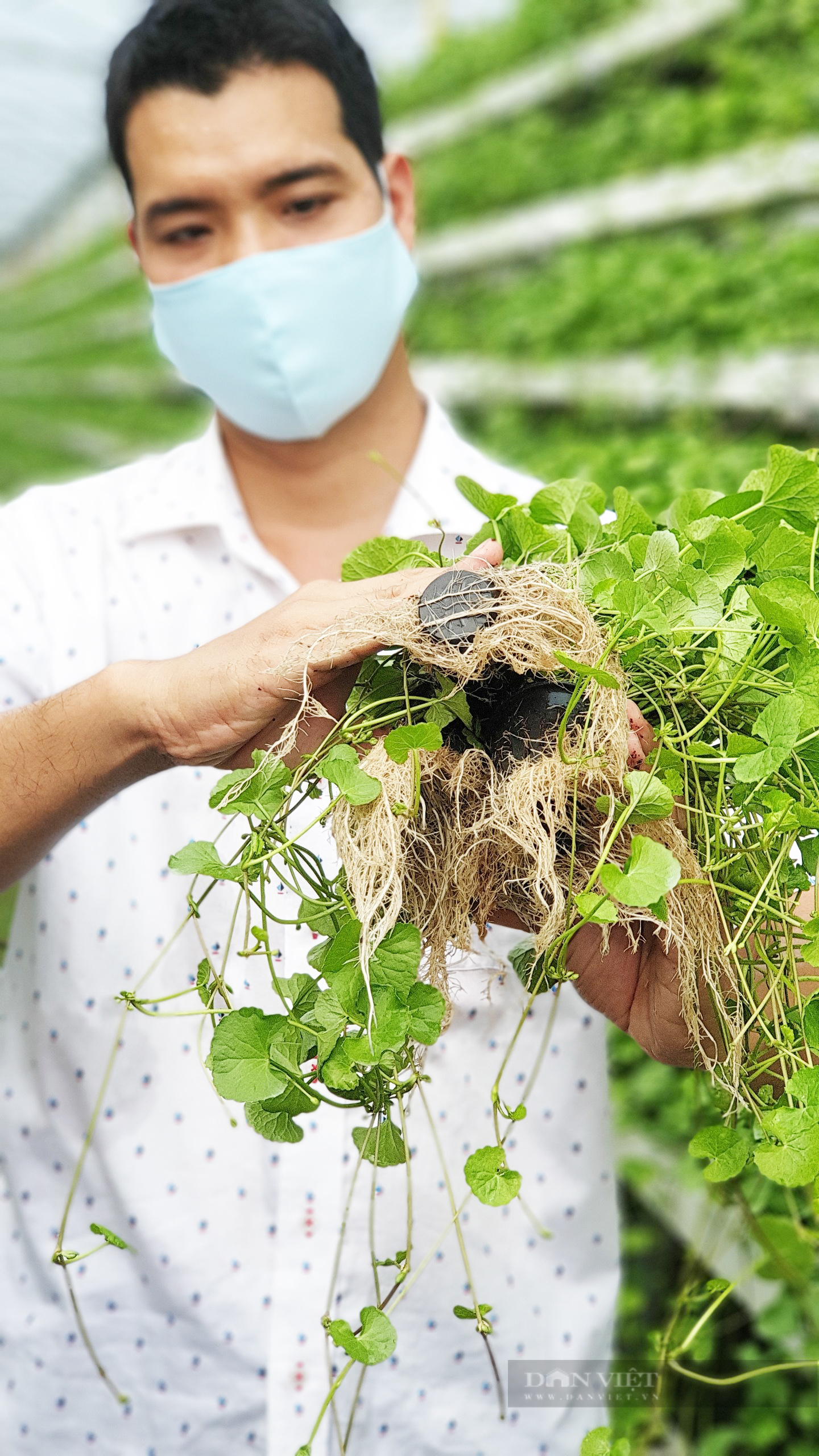 Cận cảnh mô hình trồng rau má thủy canh độc đáo nhất Việt Nam - Ảnh 8.