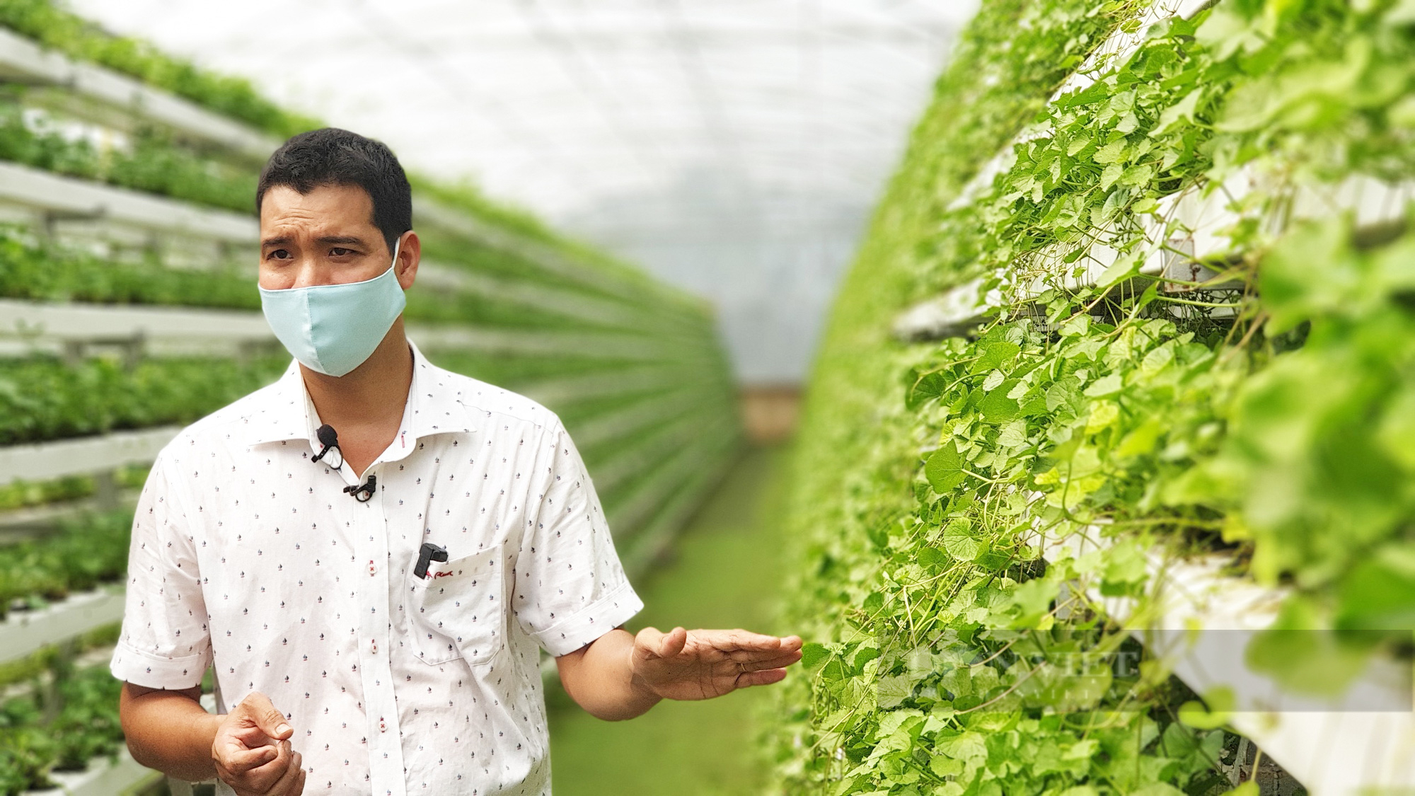 Cận cảnh mô hình trồng rau má thủy canh độc đáo nhất Việt Nam - Ảnh 9.