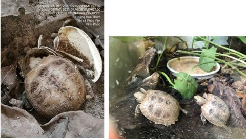 Một tin rất vui: Nhân giống thành công 2 loài rùa quý hiếm của Việt Nam - Ảnh 1.