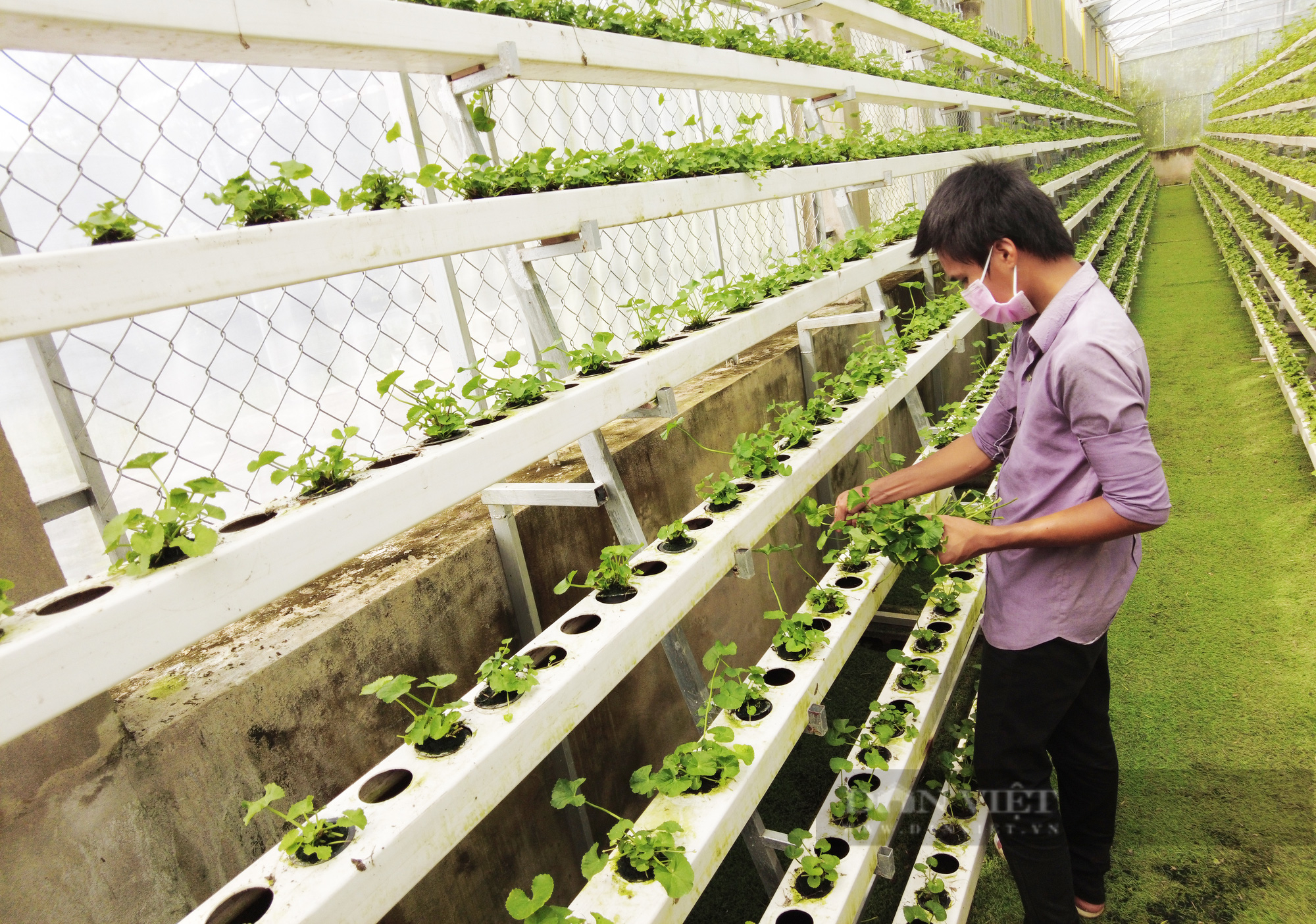 Cận cảnh mô hình trồng rau má thủy canh độc đáo nhất Việt Nam - Ảnh 7.