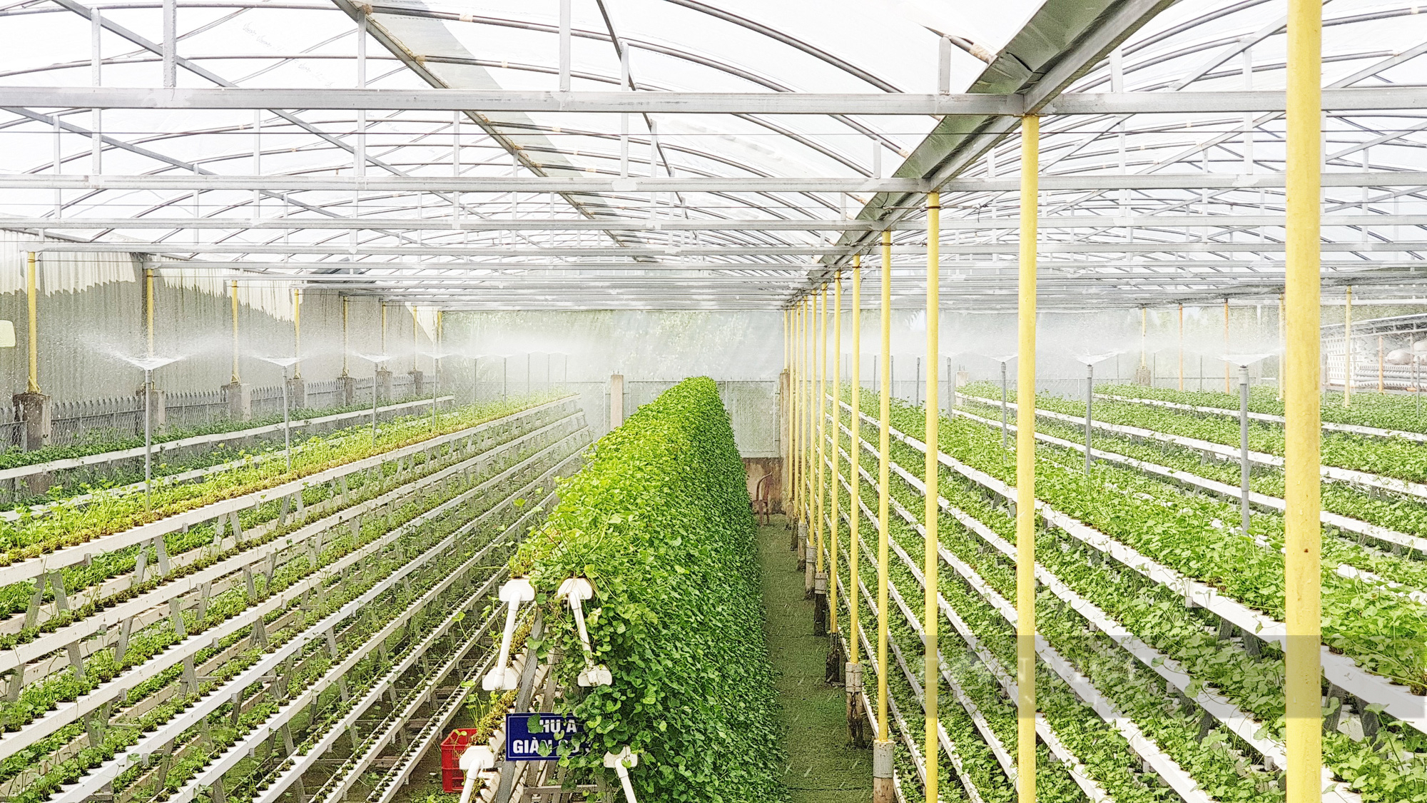 Giàn trồng rau thủy canh Trải Ngang  Giá trọn gói 6500000Đ  Thủy canh  nông thị