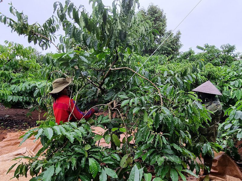 Giá cà phê hôm nay: Vì sao giá cà phê tăng cao nhưng nông dân vẫn kêu lỗ? - Ảnh 2.