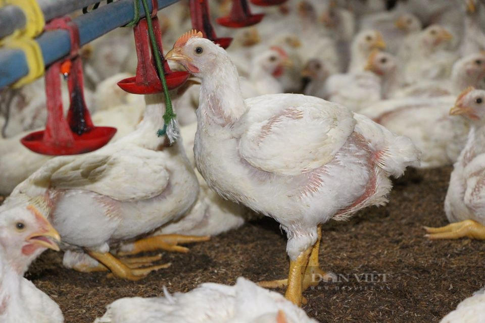Giá gia cầm hôm nay 15/11: Giá gà công nghiệp tăng nhẹ, nuôi gà, vịt kiểu này giúp giảm 50% chi phí - Ảnh 1.