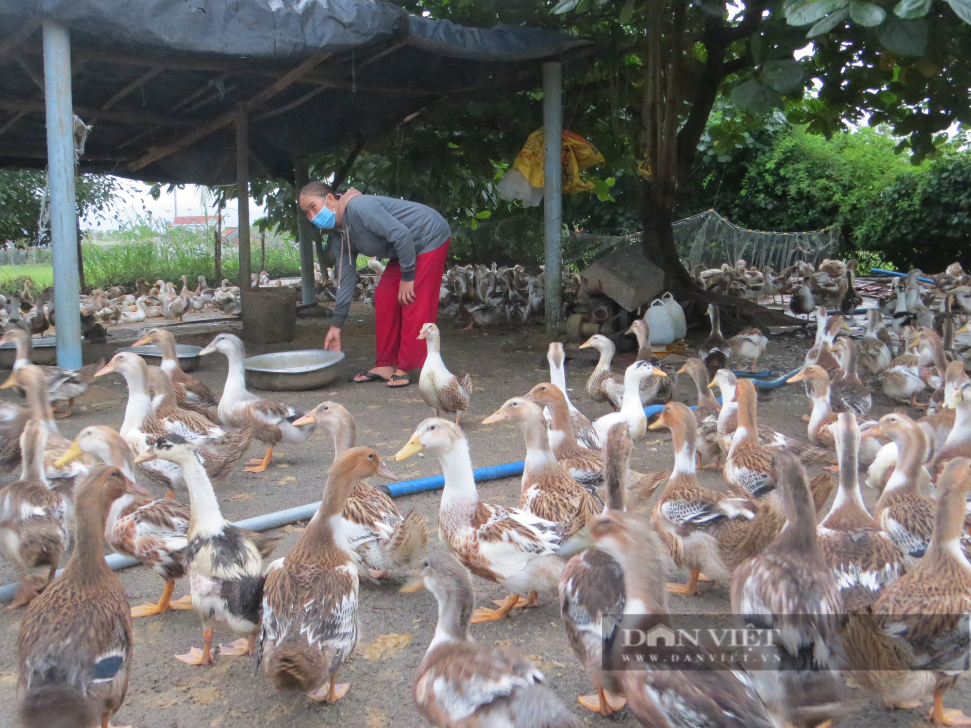 Triển vọng trồng rừng gỗ lớn, nuôi vịt biển, chình thương phẩm tại Phú Yên - Ảnh 3.