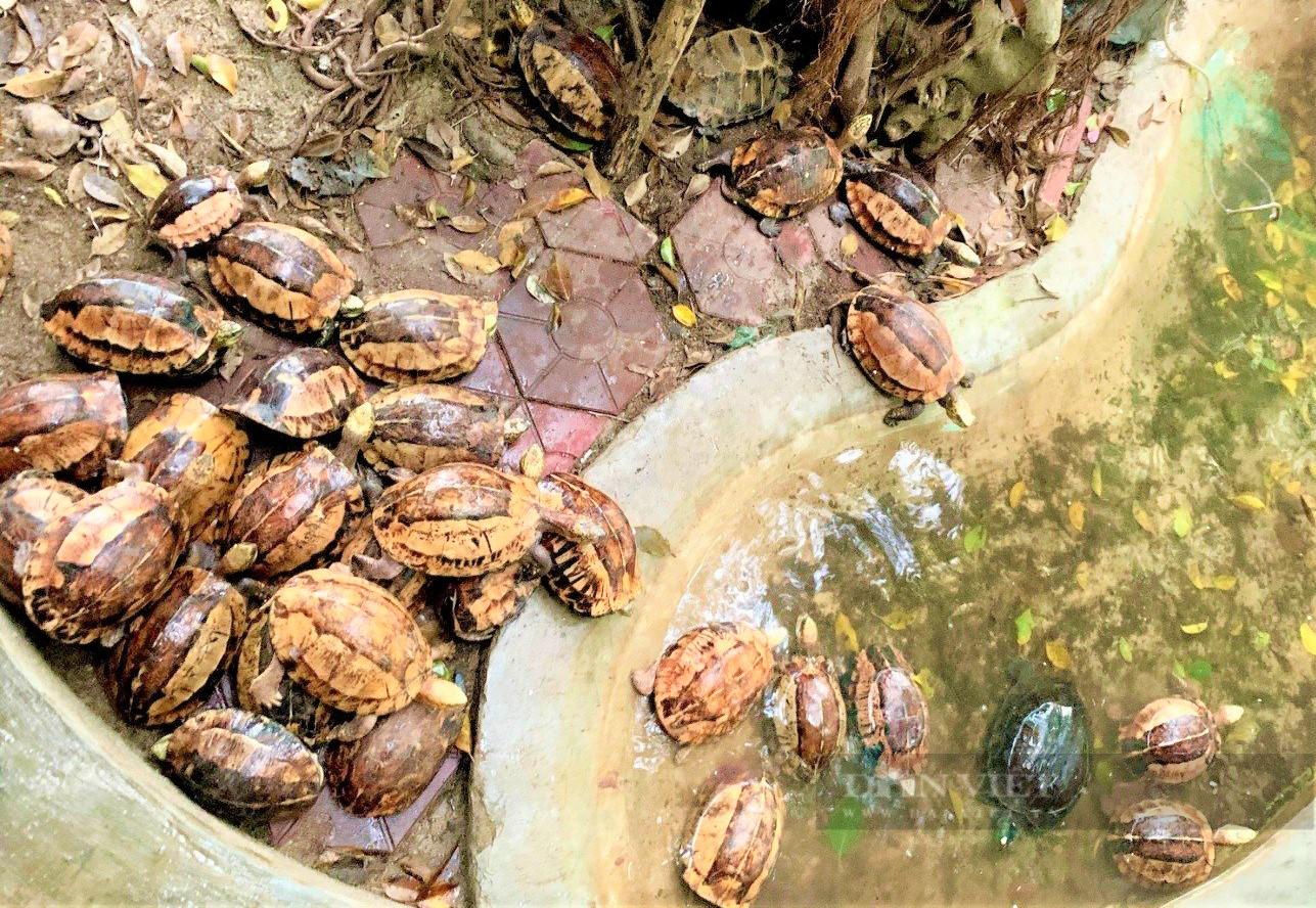 Hà Tĩnh: Người đàn ông bỏ tiền túi mua 44 cá thể rùa quý hiếm thả về rừng - Ảnh 3.