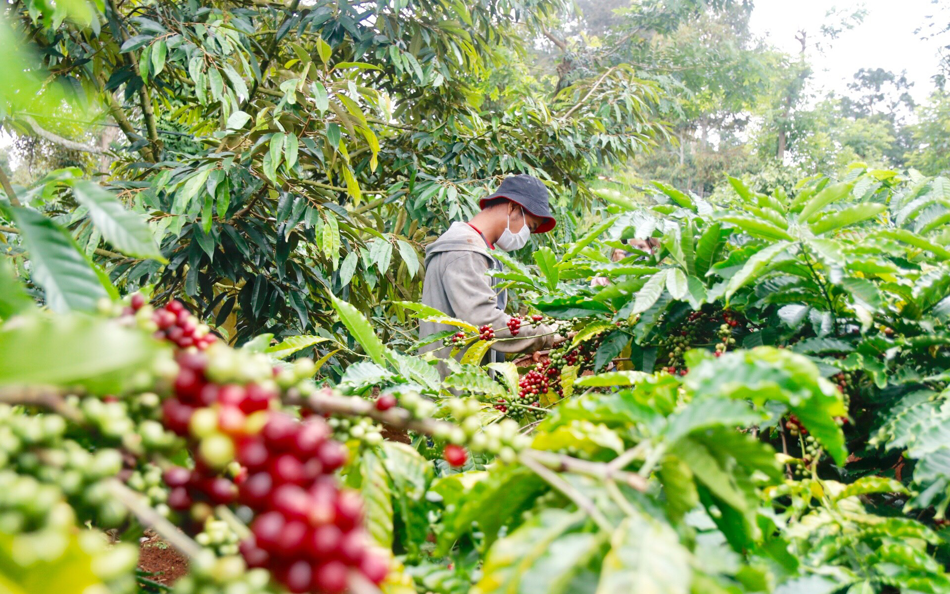 Giá cà phê tăng mạnh mà nông dân Tây Nguyên vẫn lỗ "sặc gạch" (Bài 2): Vì sao "Phú quý giật lùi"?