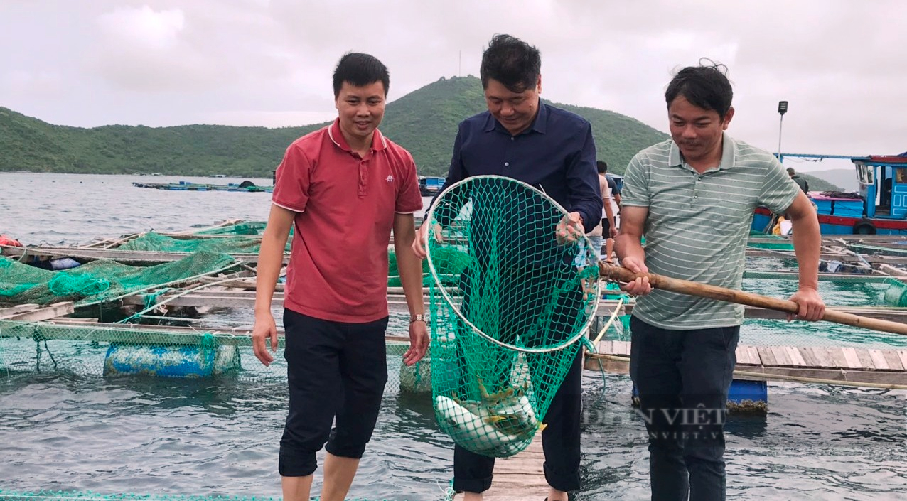Khánh Hòa: Cá bự, sống khỏe nhờ nuôi theo lồng nhựa HDPE - Ảnh 5.