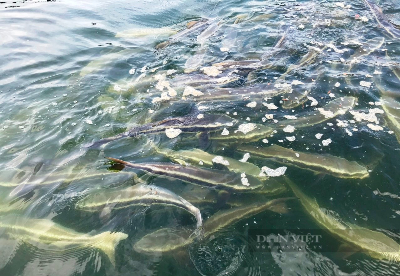 Khánh Hòa: Cá bự, sống khỏe nhờ nuôi theo lồng nhựa HDPE - Ảnh 2.