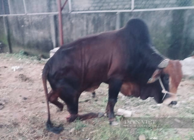 Đàn bò 5 con của một nông dân Nghệ An bị chém đứt chân - Ảnh 1.