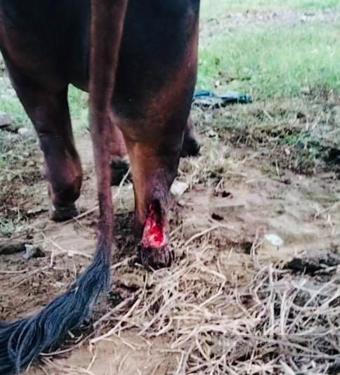Đàn bò 5 con của một nông dân Nghệ An bị chém đứt chân - Ảnh 3.