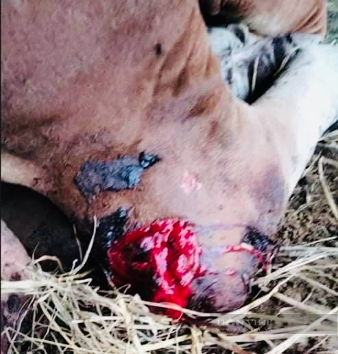Đàn bò 5 con của một nông dân Nghệ An bị chém đứt chân - Ảnh 2.