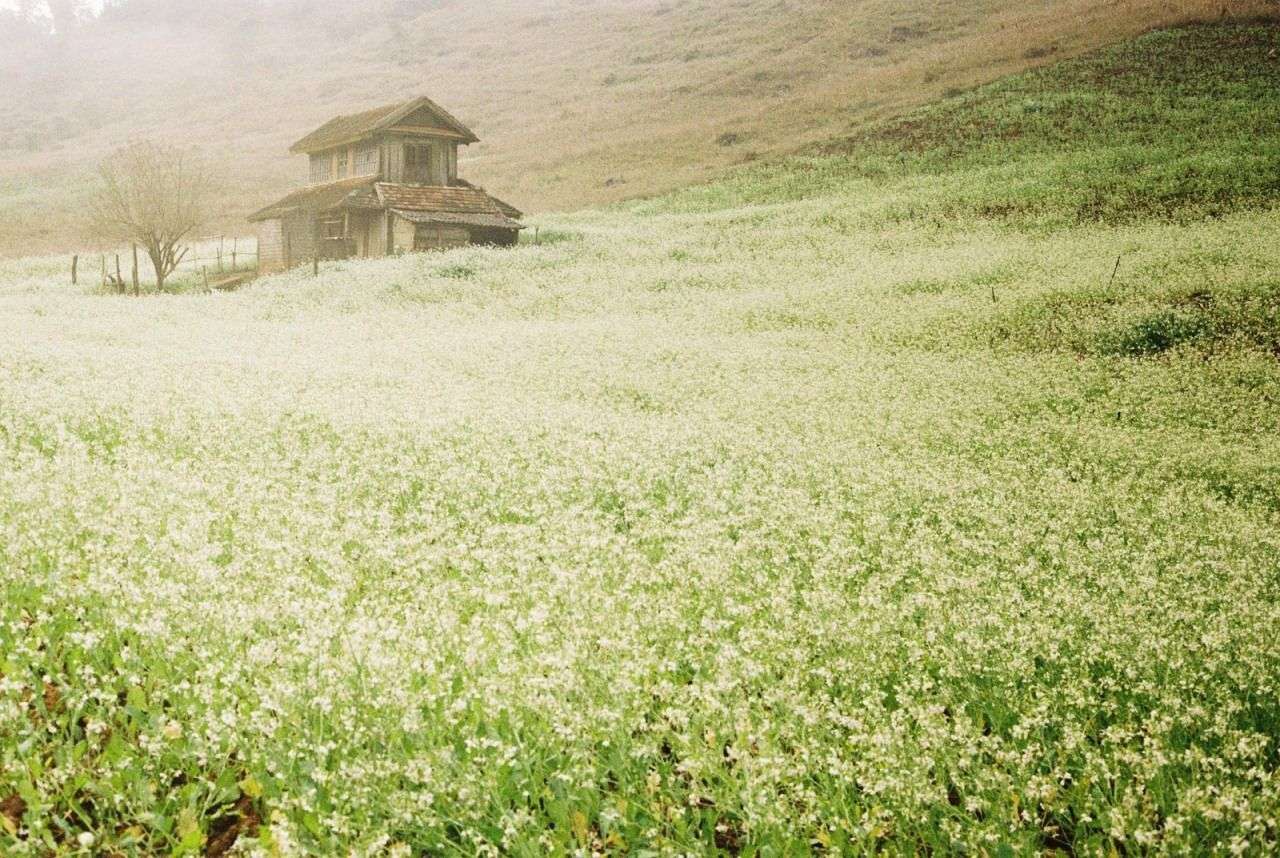 Du lịch Đà Lạt: Những loài hoa đẹp níu chân người trong tháng 11 của thành phố ngàn hoa - Ảnh 6.