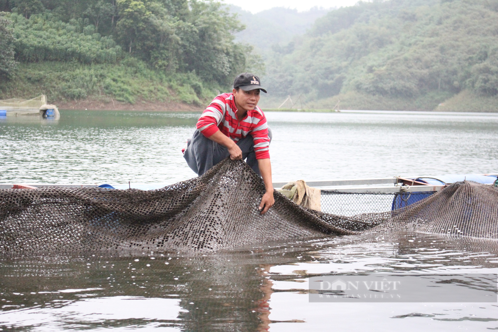 Hòa Bình: Dân lao đao vì giá cá lồng đặc sản sông Đà giảm, hàng chục tấn cá nằm lồng &quot;ngóng&quot; thương lái - Ảnh 4.