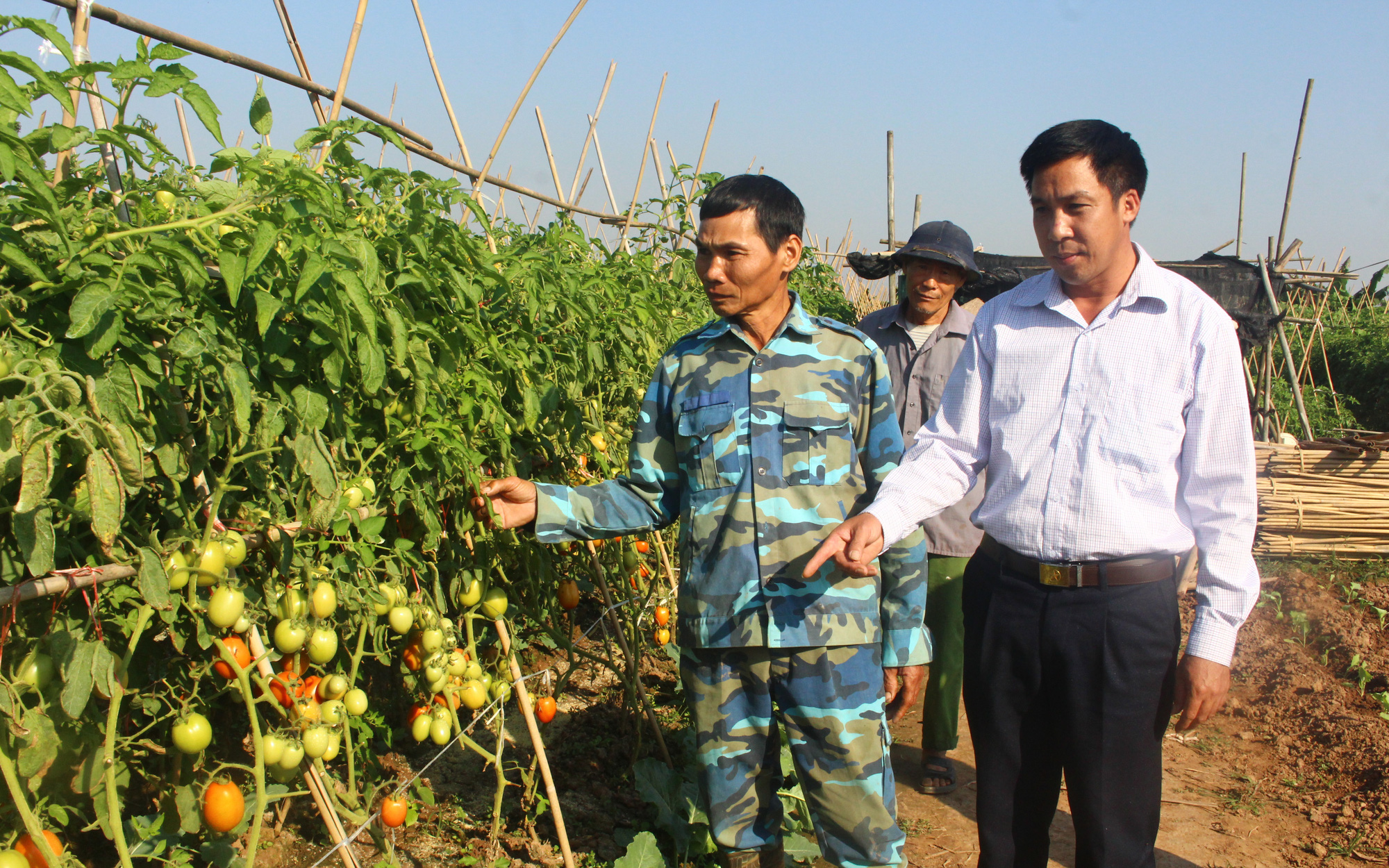 Nhờ bí quyết này, nông dân trồng cà chua vụ đông sớm có quả sai trĩu, bán giá gấp đôi chính vụ