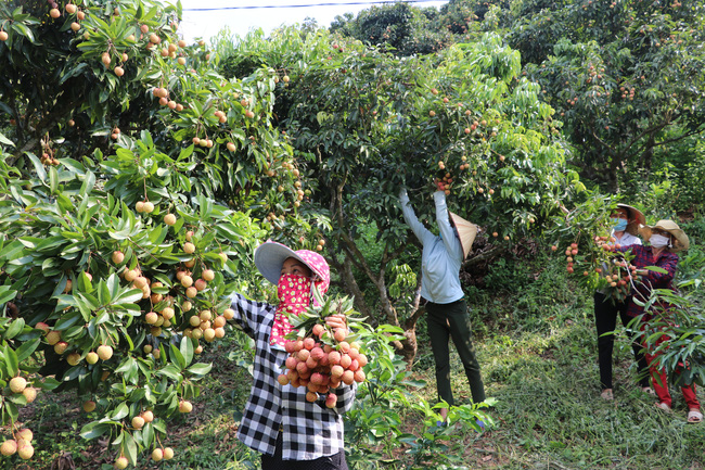  Bắc Giang: Chương trình OCOP làm thay đổi tư duy sản xuất của người dân - Ảnh 3.