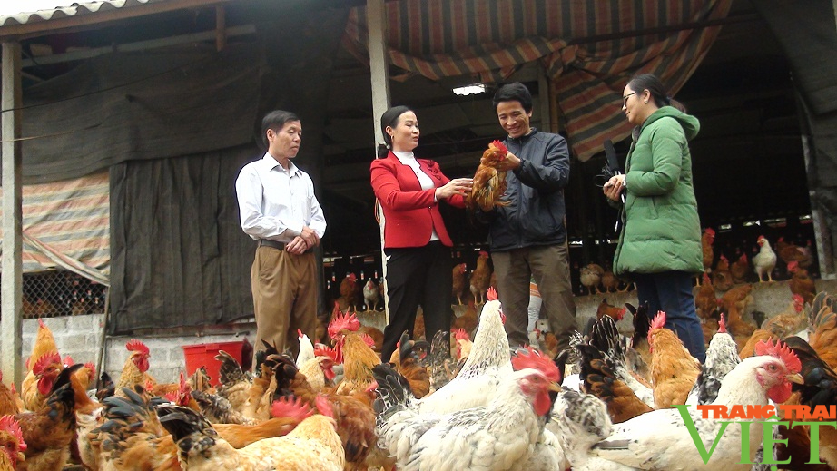Hoà Bình: Ứng dụng chế phẩm vi sinh nuôi gà Lạc Thuỷ, nông dân có thu nhập hàng trăm triệu đồng - Ảnh 1.