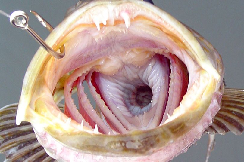 Phát hiện sinh vật bí ẩn sở hữu 555 chiếc răng và có thể dài đến 1,5m - Ảnh 1.