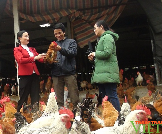 Hoà Bình: Ứng dụng chế phẩm vi sinh nuôi gà Lạc Thuỷ, nông dân có thu nhập hàng trăm triệu đồng - Ảnh 2.