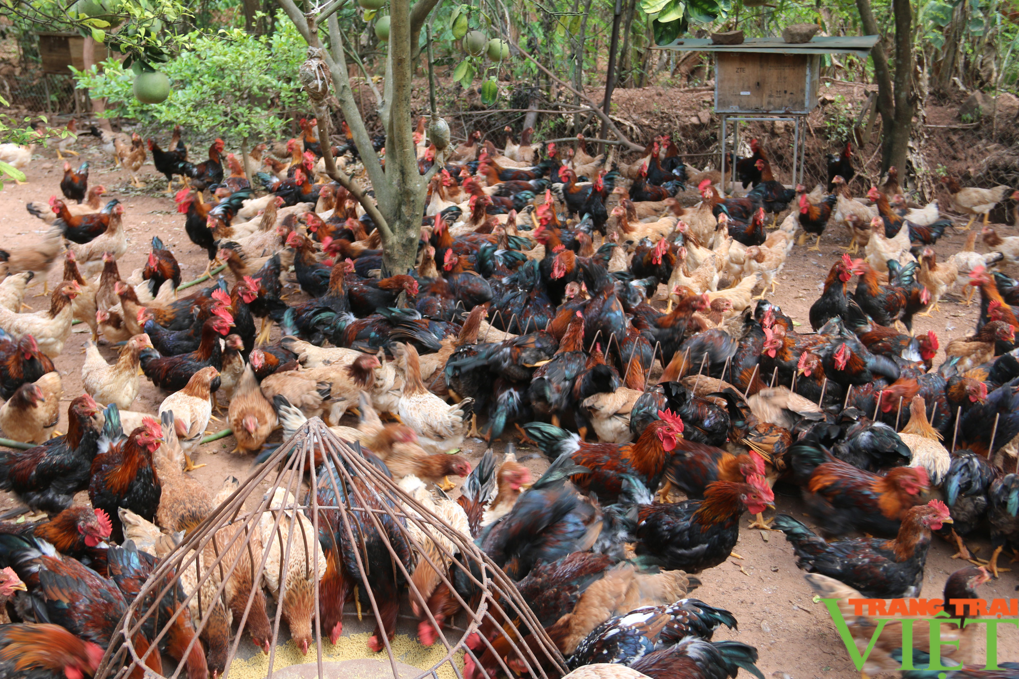 Hoà Bình: Ứng dụng chế phẩm vi sinh nuôi gà Lạc Thuỷ, nông dân có thu nhập hàng trăm triệu đồng - Ảnh 3.
