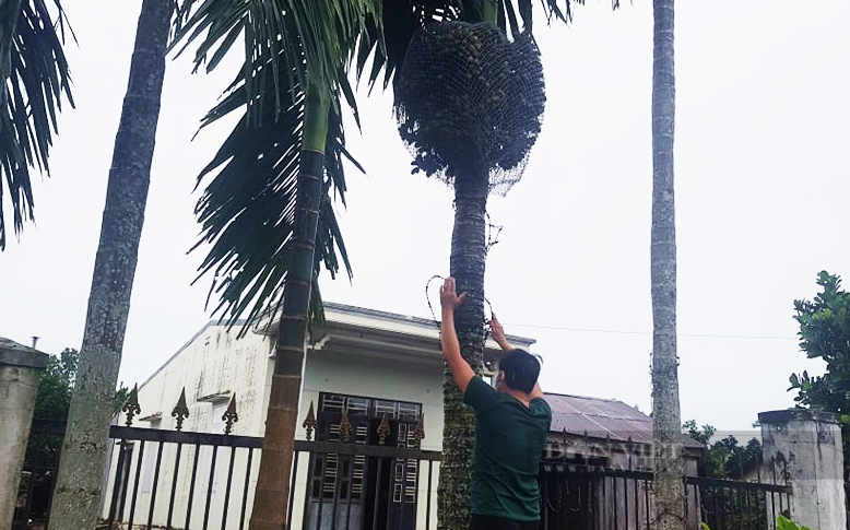 Giá cau tăng, trộm cắp hoành hành - Ảnh 5.